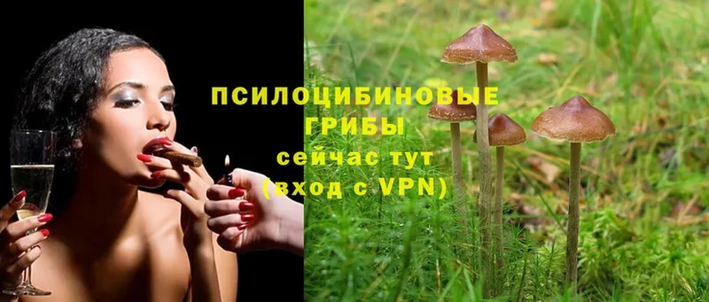 Псилоцибиновые грибы Cubensis  дарнет шоп  Тбилисская 